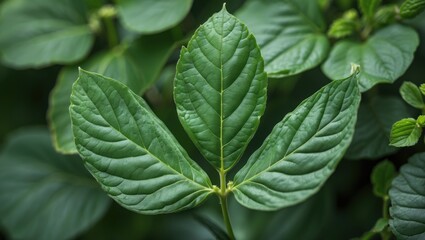 Poster - Close-up of lush green leaves with prominent veins and textured surfaces, surrounded by foliage, natural lighting, Copy Space.
