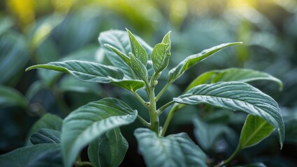 Aufkleber - Fresh green plant leaves with water droplets on a branch in a natural setting Copy Space