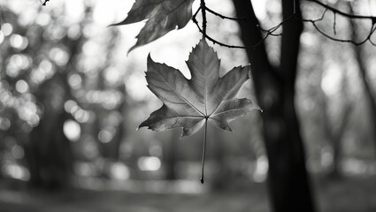 Aufkleber - Black and white close-up of a single maple leaf hanging on a branch with a blurred forest background Copy Space