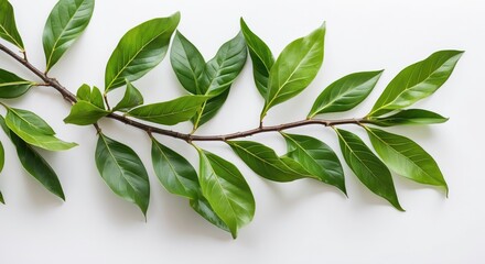 Poster - Green leaves on a branch arranged on a white background with natural light illustrating freshness and tranquility Copy Space