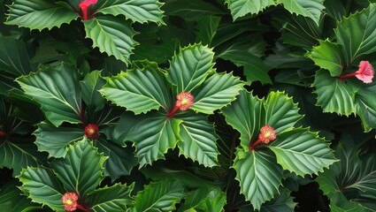 Poster - Hibiscus leaves and flowers in a lush green arrangement with vibrant red and pink accents suitable for nature backgrounds Copy Space