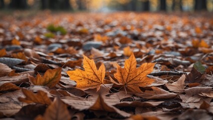 Fototapete - Autumn foliage close-up with vibrant orange maple leaves on a ground covered with fallen leaves in a park setting Copy Space