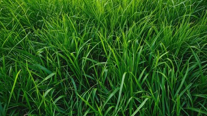 Poster - Green Grass Texture Close-Up Nature Background with Lush Vegetation and Copy Space for Text