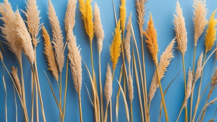 Wall Mural - Pampas grass arrangement on blue background showcasing natural textures and colors with copy space for text placement