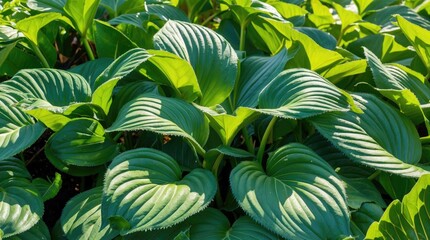 Poster - Lush green hosta leaves in a garden setting illuminated by sunlight with visible texture and detail Copy Space