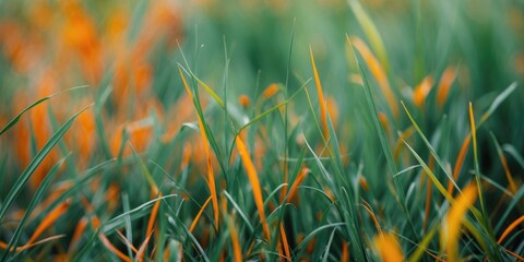 Poster - Colorful grass field with green and orange blades of grass in soft focus natural setting Copy Space