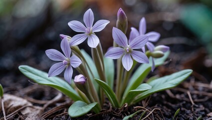 Poster - cluster of delicate light purple flowers among green leaves in a natural setting with blurred backgr