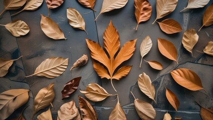 Poster - Autumn leaves in various shades of brown and gold arranged on a textured surface with blue background and natural lighting Copy Space