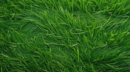 Poster - Close-up of lush green grass texture with vibrant blades and natural patterns Copy Space