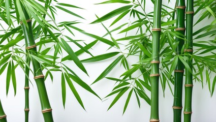Aufkleber - Green bamboo stalks and leaves with a white background featuring ample Copy Space for text placement