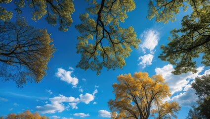 Poster - Autumn trees with yellow and green leaves against a bright blue sky and fluffy white clouds framed from the ground perspective Copy Space