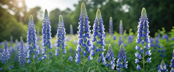 Poster - lush field of blooming blue and white lupine flowers under soft sunlight with green foliage in the b