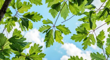 Poster - Green oak leaves against a blue sky with clouds seen from below, natural light, Copy Space.