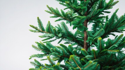 Sticker - Close-up of green evergreen tree branches with fresh leaves against a plain background ideal for nature themes Copy Space