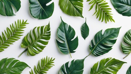 Poster - Arranged green tropical leaves on a white background with various shapes and sizes for natural decoration Copy Space