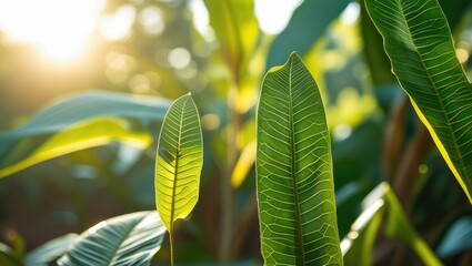 Aufkleber - Green foliage with detailed leaf textures illuminated by soft sunlight in a natural setting with Copy Space.