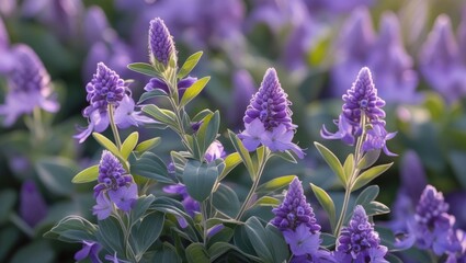 Aufkleber - Purple flowering plants with lush green leaves in a natural garden setting soft sunlight background Copy Space