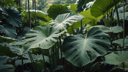 Poster - Tropical foliage with large green leaves in a dense forest setting showcasing various plant textures and shapes Copy Space