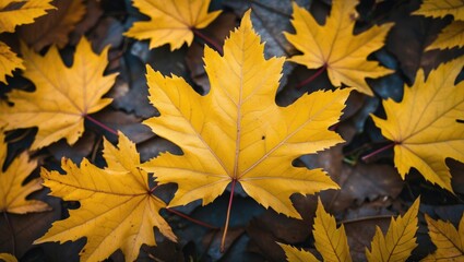 Aufkleber - Autumn leaves background with vibrant yellow maple leaves scattered on the ground creating a natural pattern Copy Space