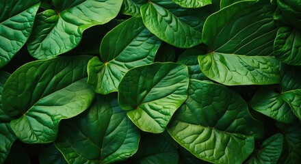 Aufkleber - Green botanical leaves background with rich texture and vibrant color for organic design use Copy Space