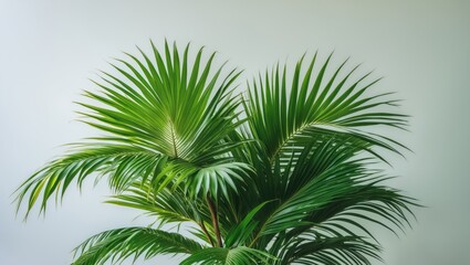 Aufkleber - Tropical green palm plant isolated on light background with ample copy space for text placement
