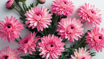 Aufkleber - Pink chrysanthemum flowers with lush green leaves on white background Copy Space