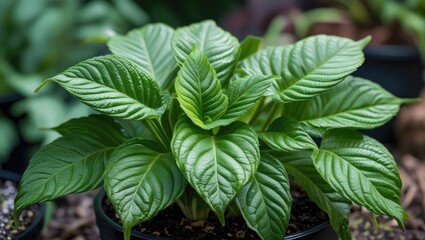 Aufkleber - Healthy green plant with large textured leaves in black pot surrounded by blurred foliage background natural light Copy Space