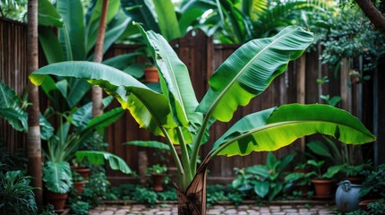 Aufkleber - Tropical banana plant with large green leaves in a serene garden setting with wooden fence and potted plants Copy Space