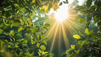 Aufkleber - Sunlight filtering through lush green leaves creating a natural light effect in a forest setting with copy space for text