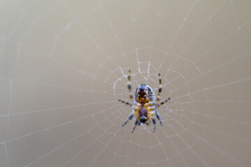 spider on web