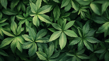 Sticker - Lush green foliage creates a soothing nature scene. Leaves are abundant and healthy, showing depth and texture in nature's tapestry.