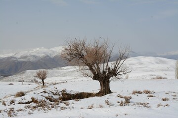 Wall Mural - Solitary Tree in Snowy Landscape