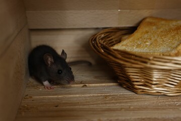 Wall Mural - Grey rat near wicker basket with toast in wooden bread box. Pest control