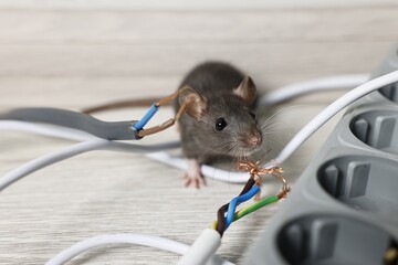 Wall Mural - Rat near chewed electric wires on floor indoors. Pest control