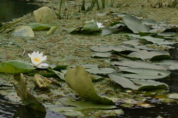 Sticker - White water lily in the pond with lotus leaves