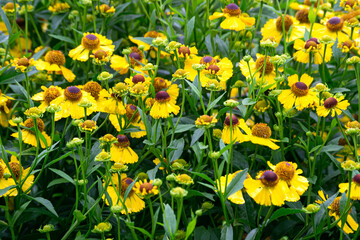 Wall Mural - Large yellow flowers of rudbeckia close-up, growing on a flower bed in the garden.