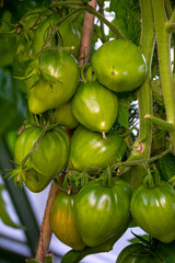 Wall Mural - Green tomatoes in a greenhouse, growing young tomatoes in a greenhouse.