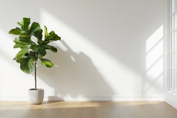 Poster - Fiddle leaf fig in interior space with sunbeams for home design ads