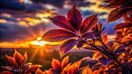 Wall Mural - Sunset silhouettes capture the beauty of autumn foliage against the fiery sky.