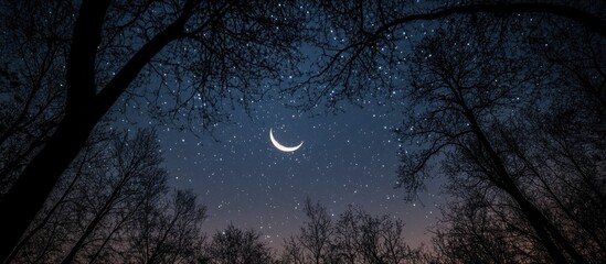 Wall Mural - crescent moon and stars shining over a dark forest at night.