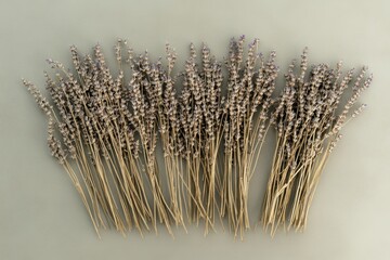 Wall Mural - Dried lavender stems arranged in a row on a sage green background.