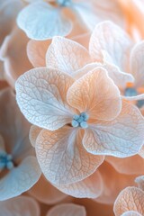 Wall Mural - Close-up of delicate peach and white hydrangea blossoms.