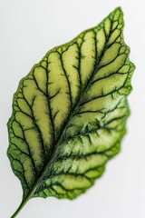 Wall Mural - Close-up of a single, vibrant green leaf with prominent veins, isolated on a white background.