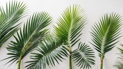 Aufkleber - Green tropical palm leaves arranged against a simple background with Copy Space for text placement