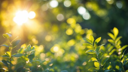 Aufkleber - Sunlight shining through green foliage in a natural outdoor setting with bokeh effect and soft focus Copy Space