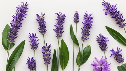Poster - Lavender flowers arranged with green leaves on a light background with Copy Space for text placement