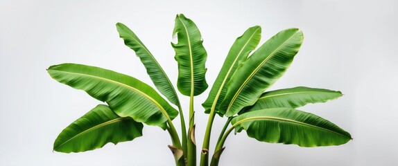 Poster - tropical plant with large green leaves isolated on white background with ample space for text copy s