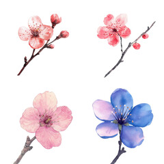 Poster - Watercolor cherry blossom artwork floral design nature-inspired studio illustrative translate background