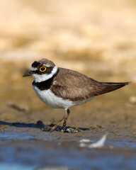 Wall Mural - shorebird charadrius dubius, little ringed plover on blurred background summer time poland europe