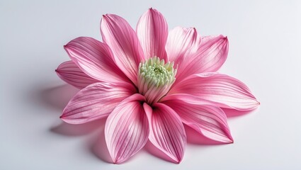 Poster - pink lotus flower in full bloom showing delicate petals and green center on a white background with 